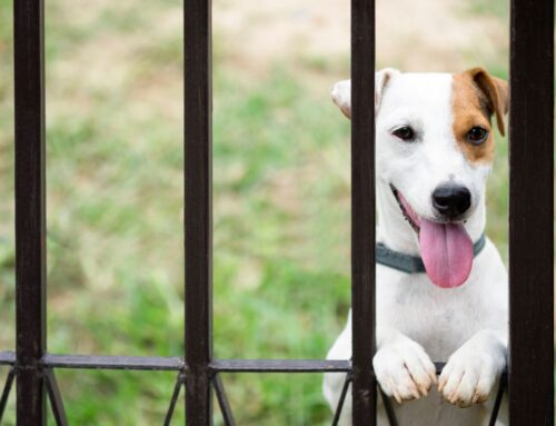 Everything You Need to Know About Installing a Dog Fence in Greater St. Louis